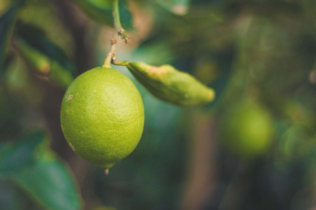 citrus fruit lime fruit lime